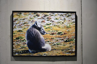 Piotr Zagórski - Barwy Arktyki Spitsbergen wystawa fotografii Centrum Spotkania Kultur w Lublinie Lublin CSK