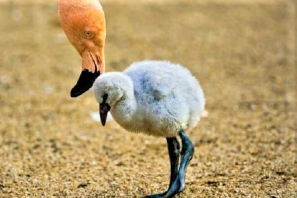 Baby flamingos
