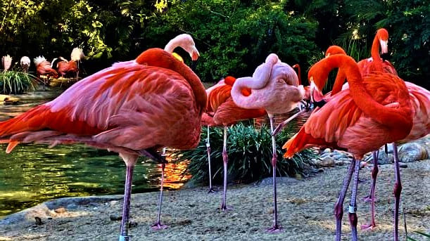 Where Does Flamingo Live