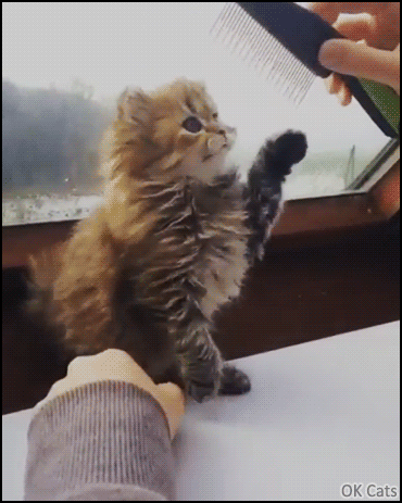 Cute Cat GIF • Kitten gently playing with a comb as new weird toy [gif-ok-cats.com]