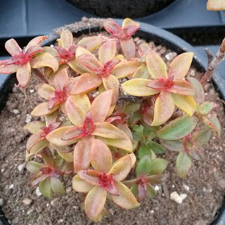 Echeveria goldmanii