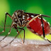 Dengue warning for 10 districts