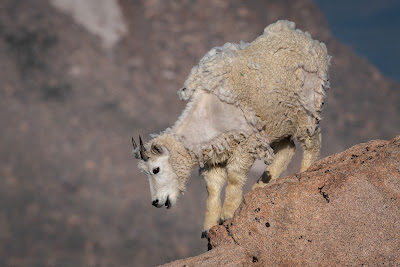 Mountain Goat, Mount Evans