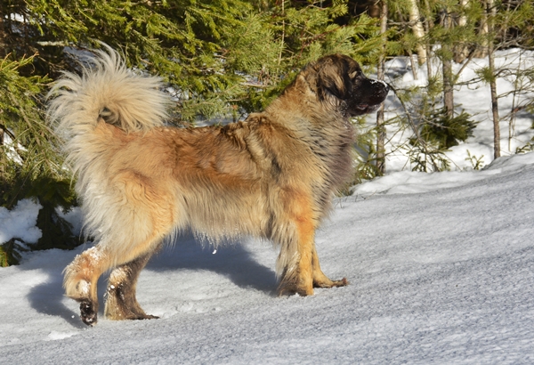 leonberger