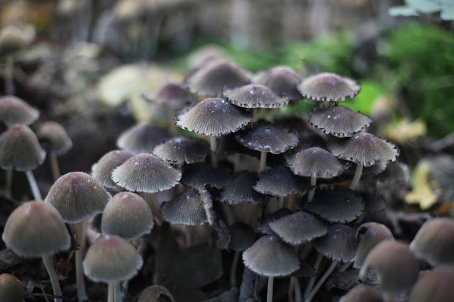 wild mushrooms