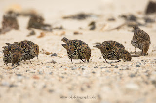 Wildlifefotografie Helgoland Düne Stare