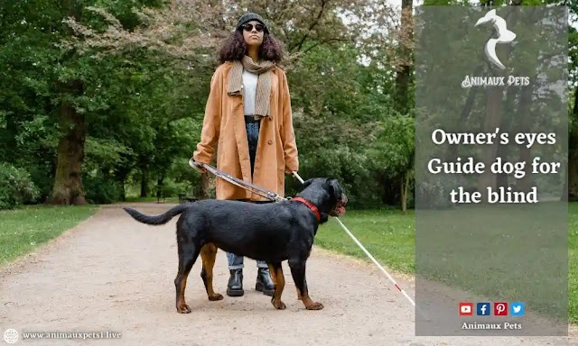 Owner's eyes - Guide dog for the blind