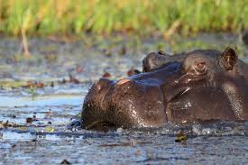 hippo totem spirit