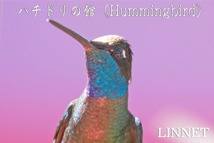 ハチドリの館（Hummingbird）