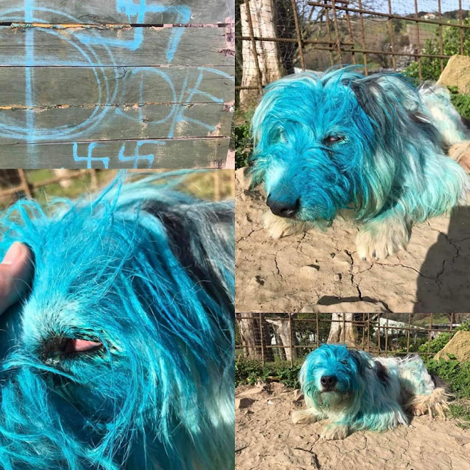 Pegan y pintan de azul a una perra