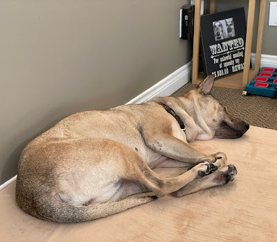 Astrid asleep on her BarkBox Memory Foam dog bed