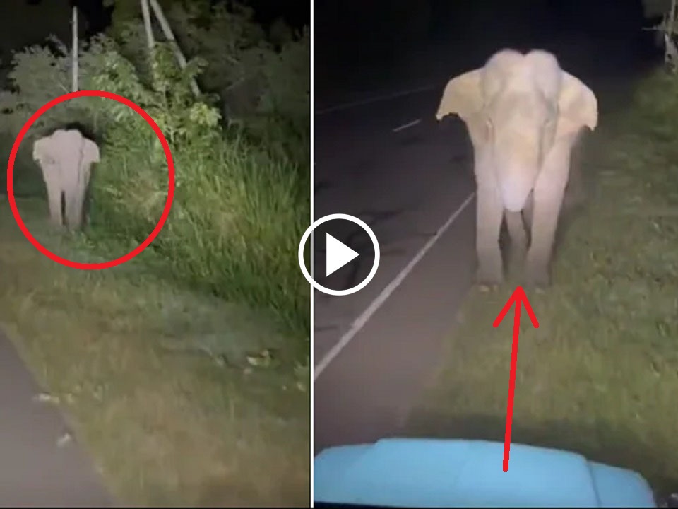 viral video of a man harassing the elephant