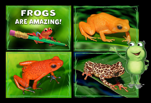 some amazingly coloured frogs. Bug Belly