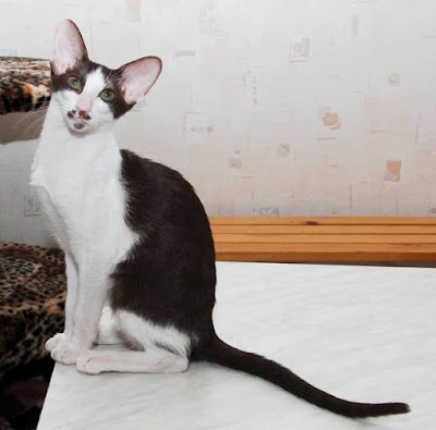 Jenis Ras Kucing Oriental Bicolor