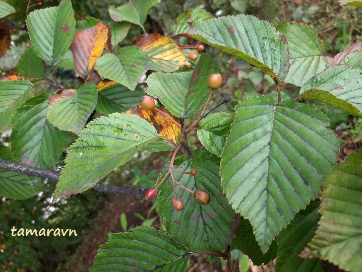 Мелкоплодник ольхолистный (Micromeles alnifolia)