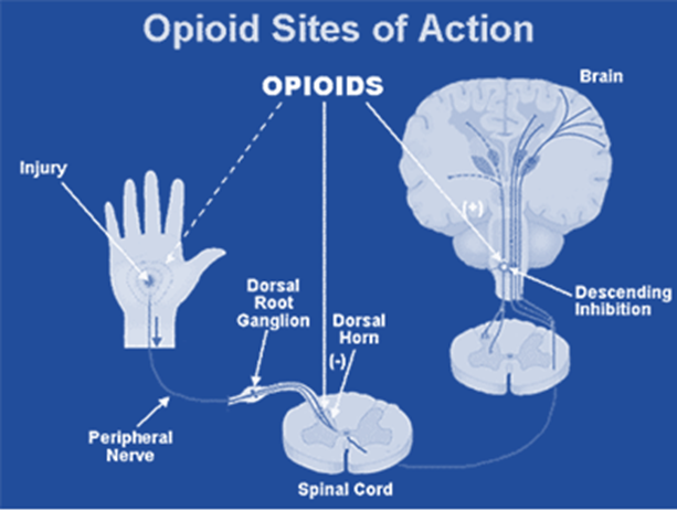 Opioid Site of action