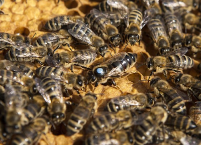 Ιστορία των μελισσών Η Καυκάσια φυλή