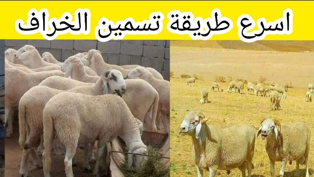 افضل طريقة تسمين الخرفان