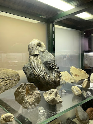 Museo dei Fossili