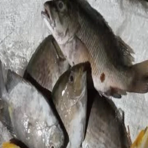 Umpan Ikan Baronang Pakai Lumut & Racikan Tepung