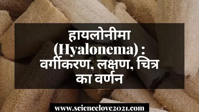 हायलोनीमा (Hyalonema) : वर्गीकरण, लक्षण, चित्र का वर्णन|hindi