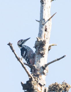 White-backed Woodpecker at Mt Parnassos, Greece