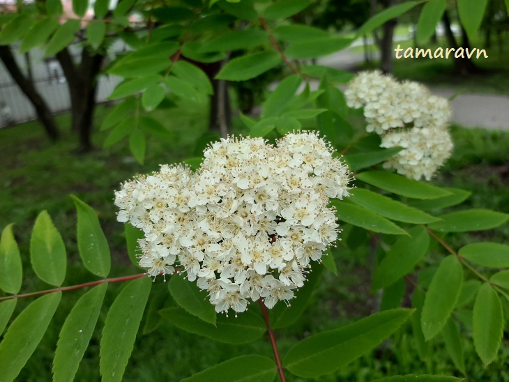 Рябина амурская / Рябина похуашаньская (Sorbus amurensis, =Sorbus pohuashanensis)