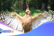 Sejarah dan Misteri di Balik Lambang Negara Garuda Pancasila 