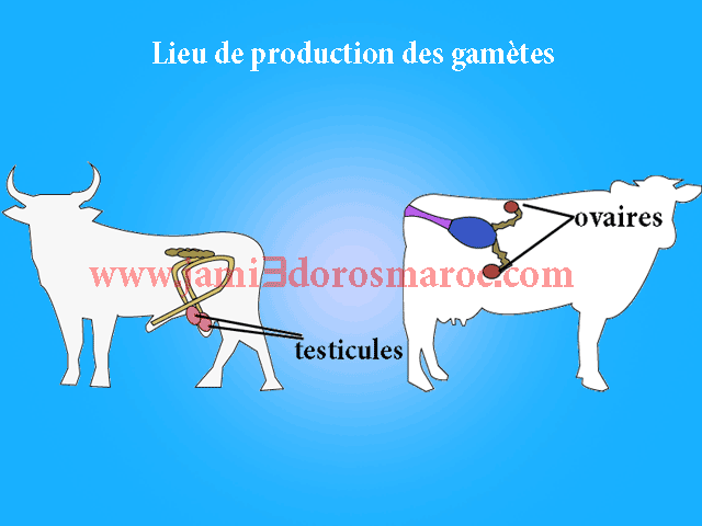 Lieu de production des gamètes