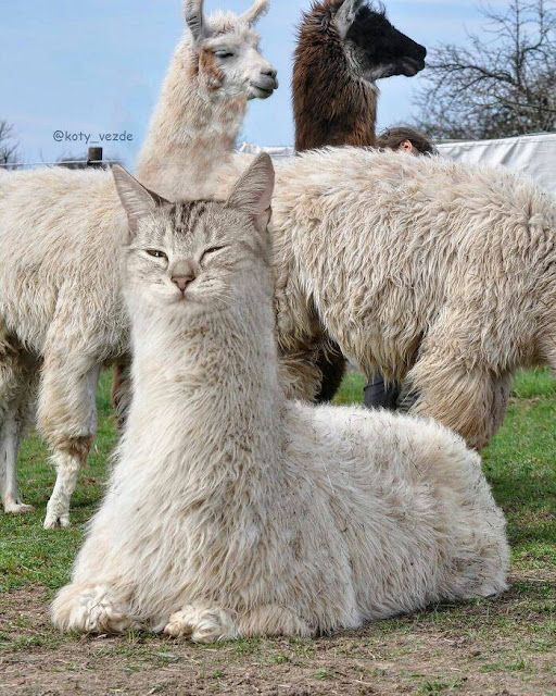 Animais com caras de gatos