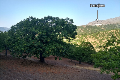 Castañar entre Parauta y Cartajima