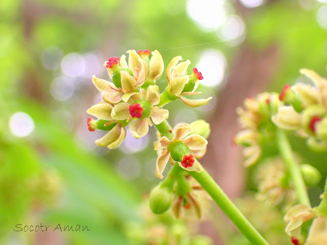 Ligustrum lucidum