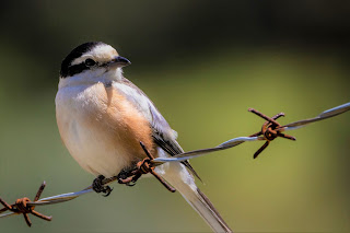 Masked Shrike on rusty wire at Potamia Valley