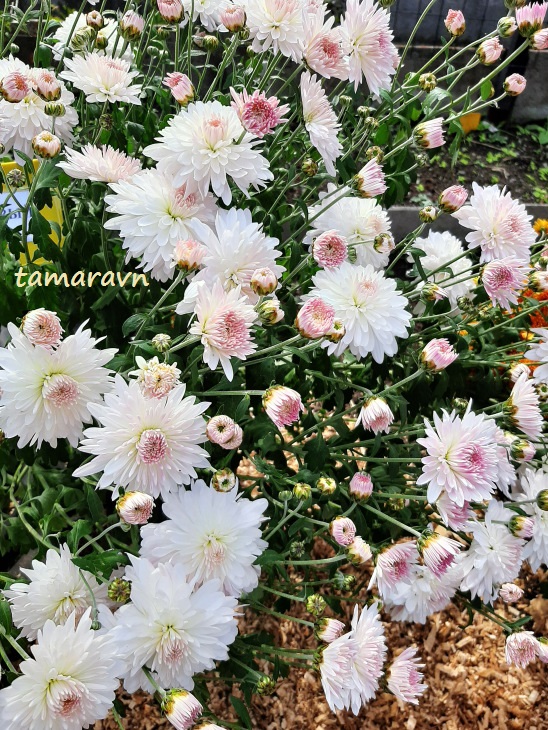 Хризантема (Chrysanthemum)