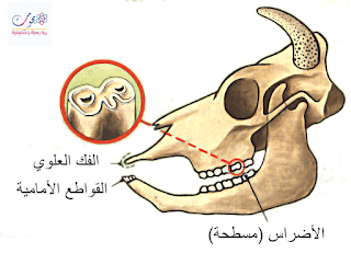 الحيوانات الكالشة,الحيوانات العاشبة,الأحياء,إيقاظ علمي,تصنيف الحيوانات,الحيوانات اللاحمة,