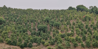 Coffee Farm Land in Yulin