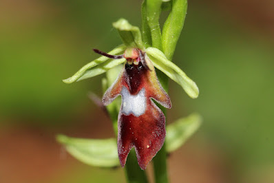 Ophrys insectifera - Fly orchid care