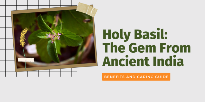 Holy Basil: One of the most beneficial plants ever