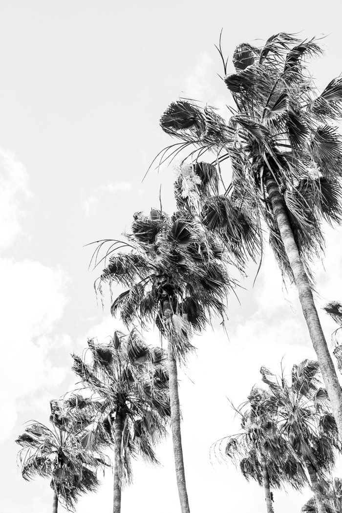 black and white palms
