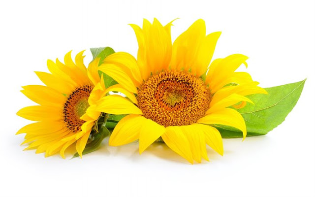 sunflower ka  foto dikhao