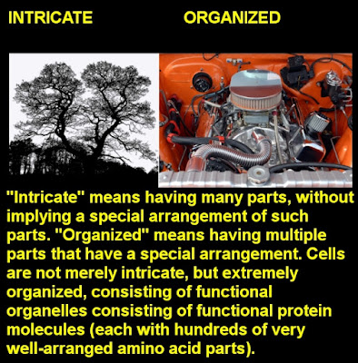 organization of cells