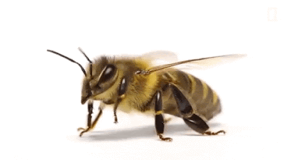 Somaliland beekeeping, apiculture online exams