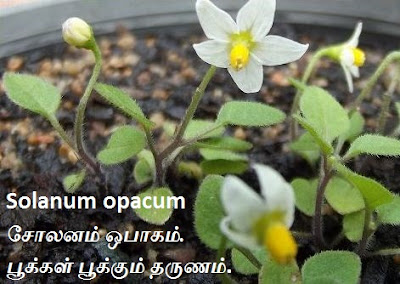 Solanum opacum flower