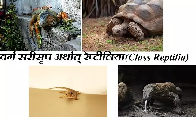 वर्ग सरीसृप अर्थात् रेप्टीलिया (Class Reptilia) : परिचय, लक्षण, उपवर्ग|hindi