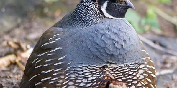 What are some fun facts about quail?