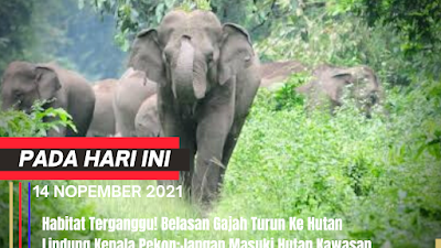 Habitat Terganggu! Belasan Gajah Turun Ke Hutan Lindung, Kepala Pekon;Jangan Masuki Hutan Kawasan