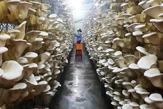 Mushroom farming training in Maharashtra.