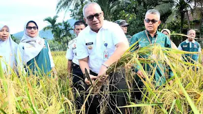 Panen Padi Demplot Bersawah Pokok Murah, Pj Wako: Upaya Nyata Tingkatkan Produksi Padi di Padang