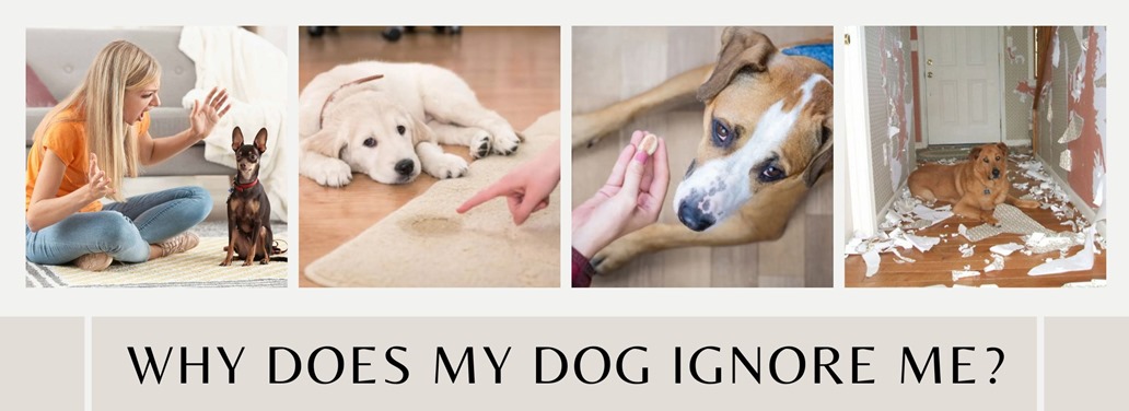 10 REASONS WHY YOUR DOG IGNORES YOUR COMMANDS