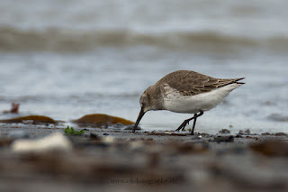 Wildlifefotografie Helgoland Düne Meerstrandläufer Alpenstrandläufer